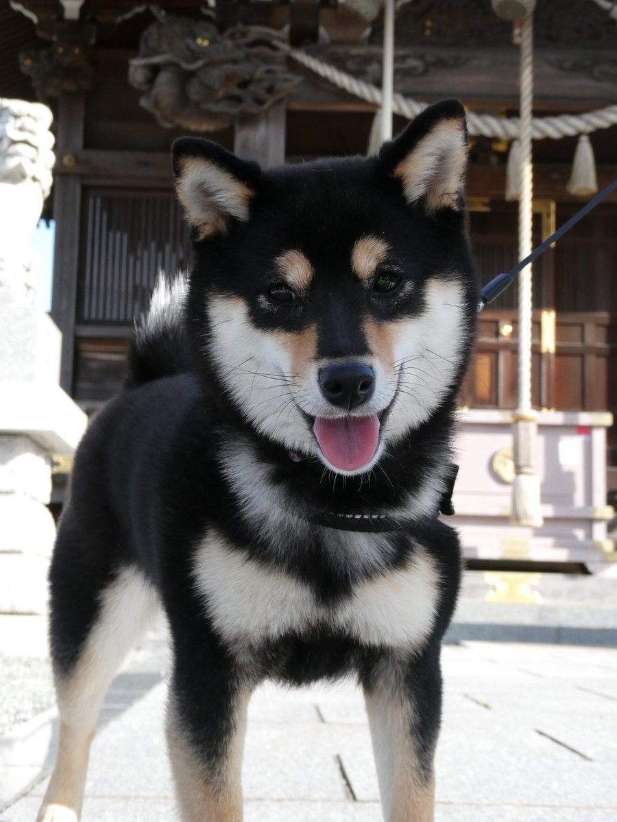 湘南魂 tweet media