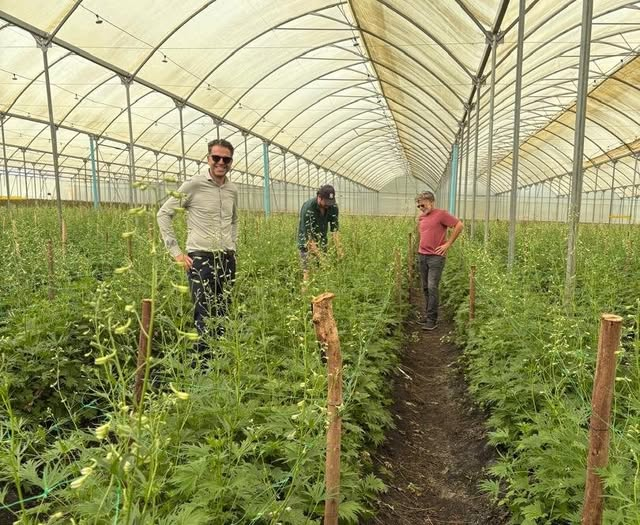 NLinZimbabwe's tweet photo. Luxaflor Roses is a major Dutch-owned flower producer, exporting from Zimbabwe to Europe through the Netherlands. 🇿🇼🇳🇱🇪🇺

Meeting European standards such as Fair Trade underpins market access, while ensuring decent employment and skills training in modern agriculture to more than 250 workers. All this while consistently 
adding to Zimbabwe's export earnings.📈

Ambassador van Eeuwen enjoyed a learning visit to the farm led by general manager Roelof Nugteren. Roelof also shares his expertise as a judge on the latest season of Eagle's Nest by @ZimTradeAlerts available on YouTube.📺

The flowers were looking good, though not yet in bloom. They will show their bright colours when they get to Europe... the perfect way to say congratulations! I love you! or... I'm sorry! 💐