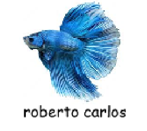 Todo dia um pokémon 🇧🇷 tweet media