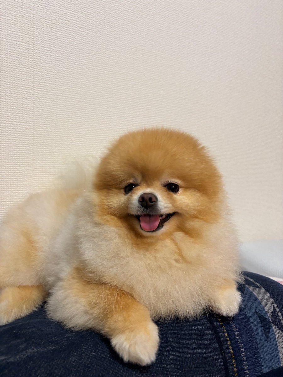 pomeranian