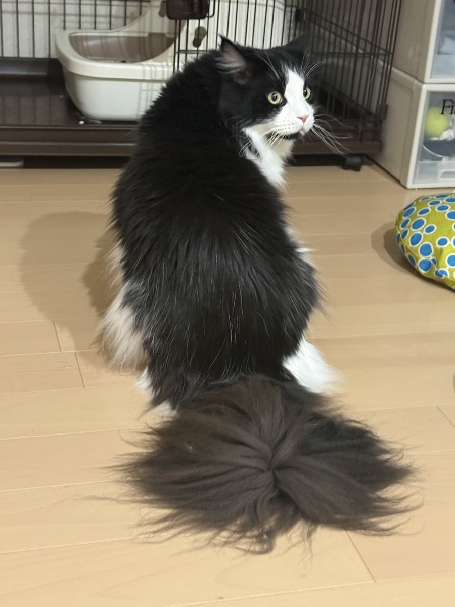 オセロも尻尾王になってきた！？と思って まつ見たら まだまだ 遠かった…