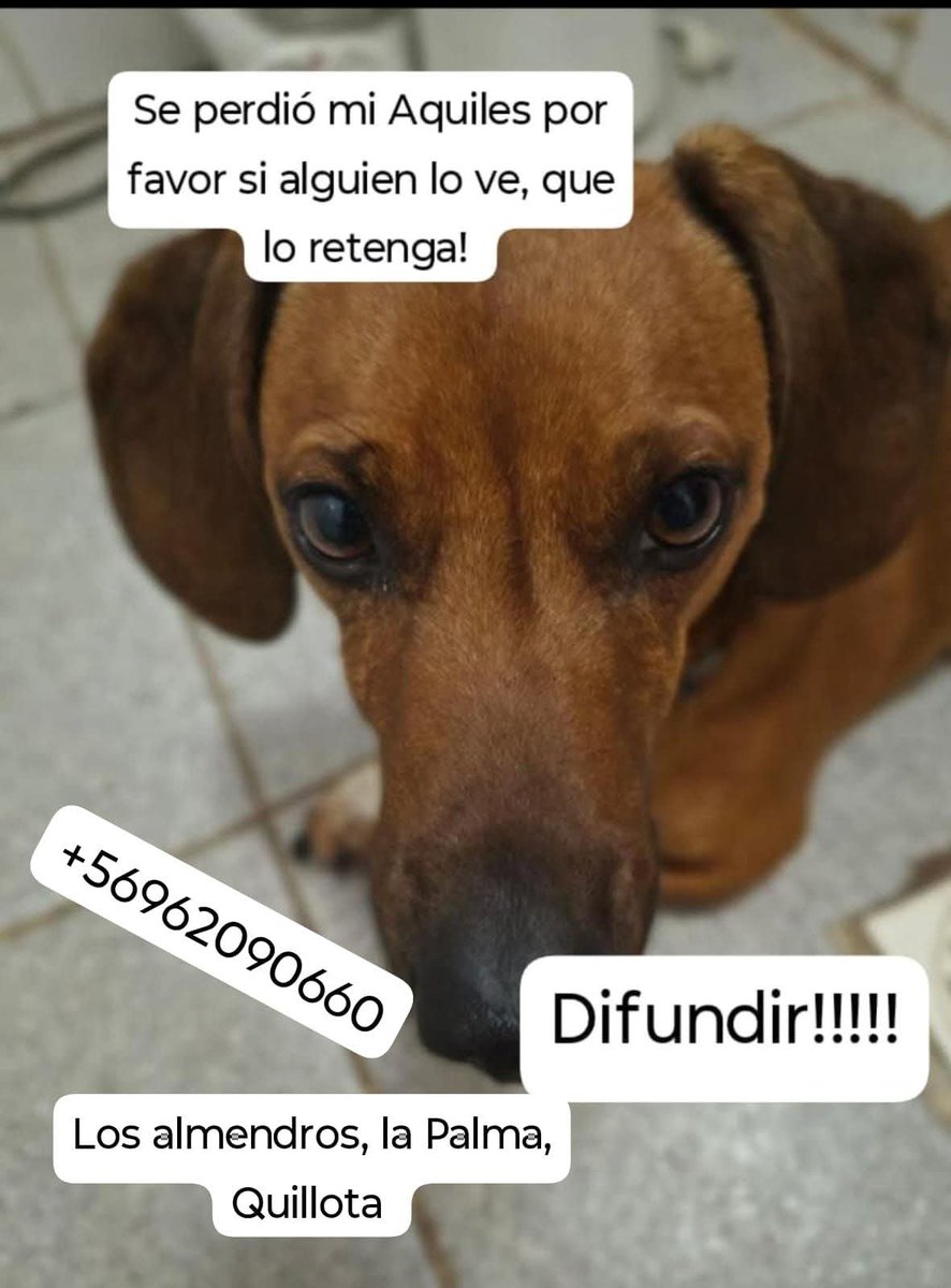 Salchichas_cl's tweet photo. Atención #Quillota buscan a Aquiles. Favor RT! https://t.co/YNiyPWnotH