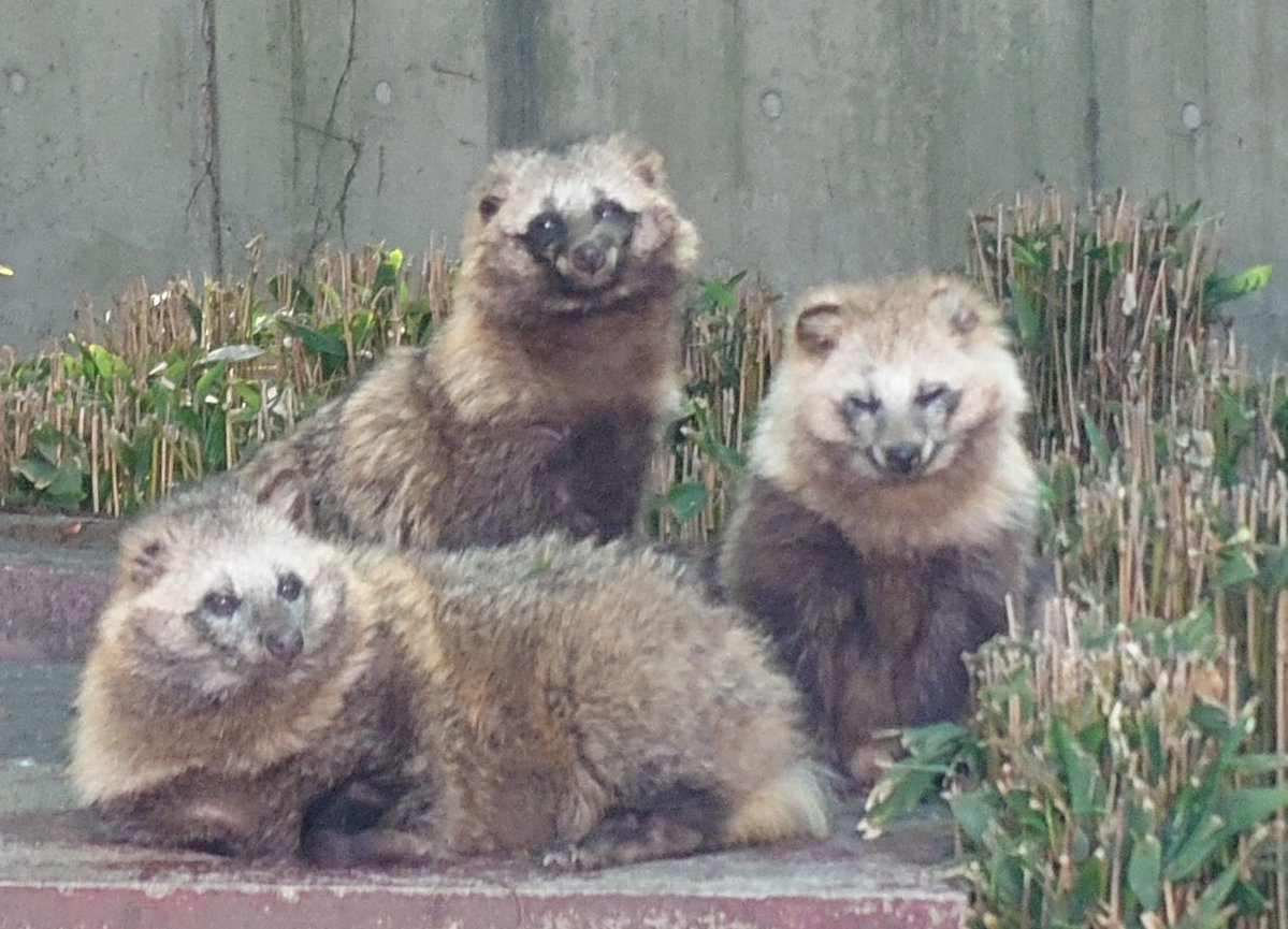 たぬきの里の三たぬき #東山動植物園