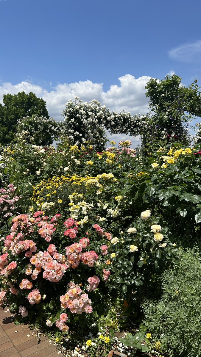 Rie_poon's tweet photo. 山下公園の薔薇が満開できれいだった☺️ https://t.co/PM8QADjklG