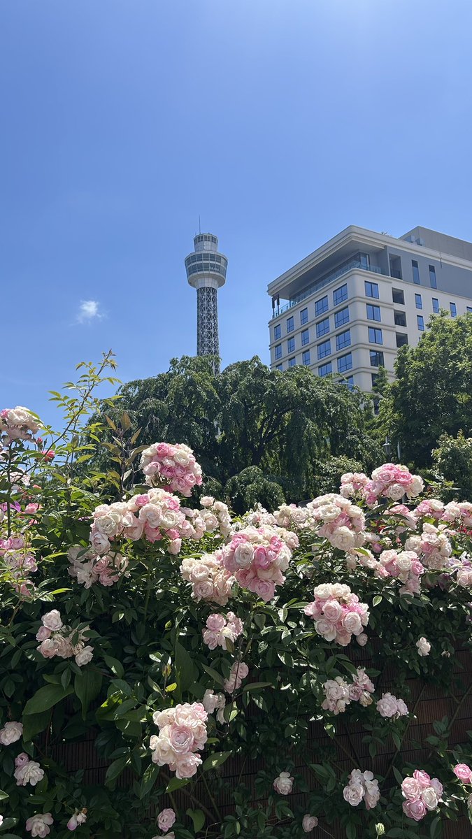 Rie_poon's tweet photo. 山下公園の薔薇が満開できれいだった☺️ https://t.co/PM8QADjklG