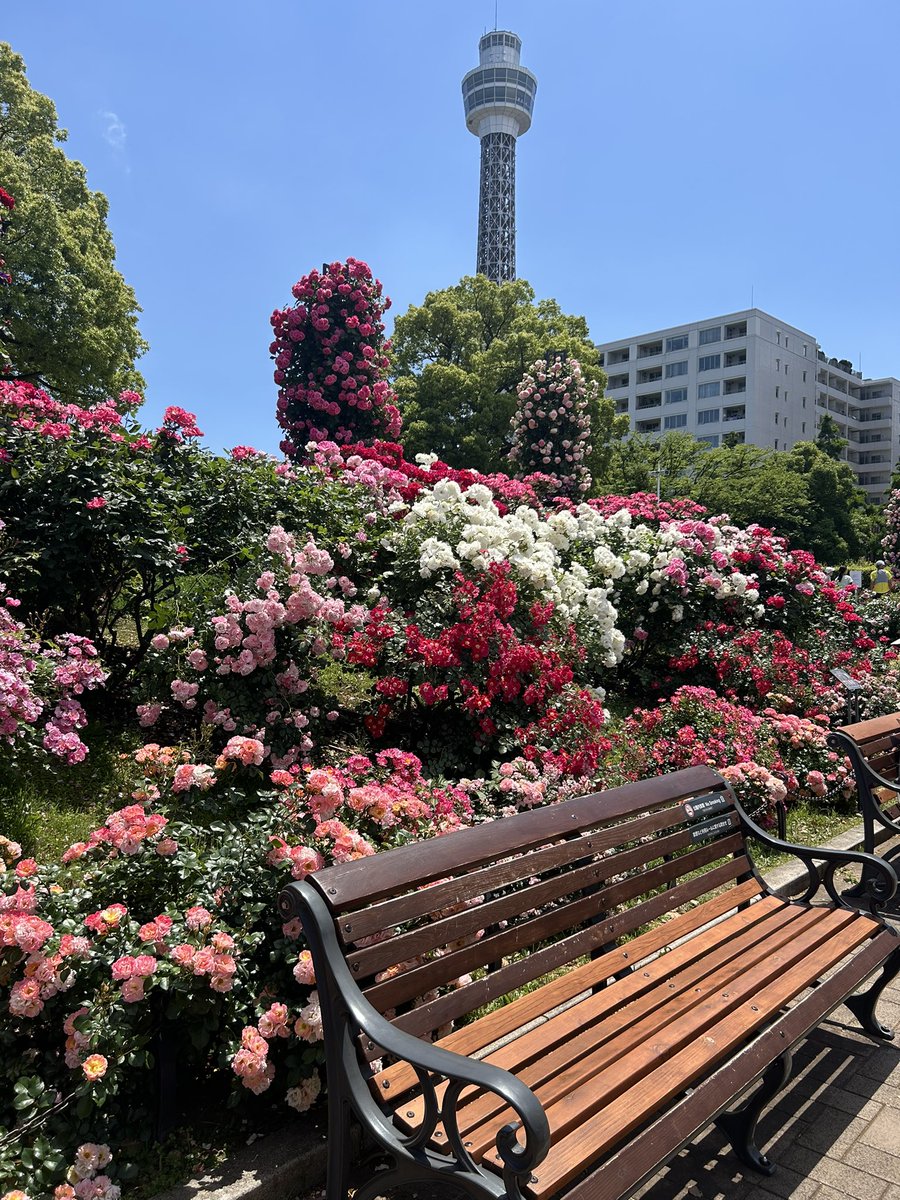 Rie_poon's tweet photo. 山下公園の薔薇が満開できれいだった☺️ https://t.co/PM8QADjklG