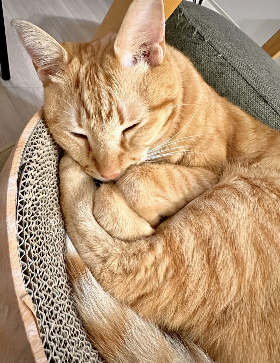 茶トラ猫のみゃお🐾 (@chatoranomyao) / Posts / X