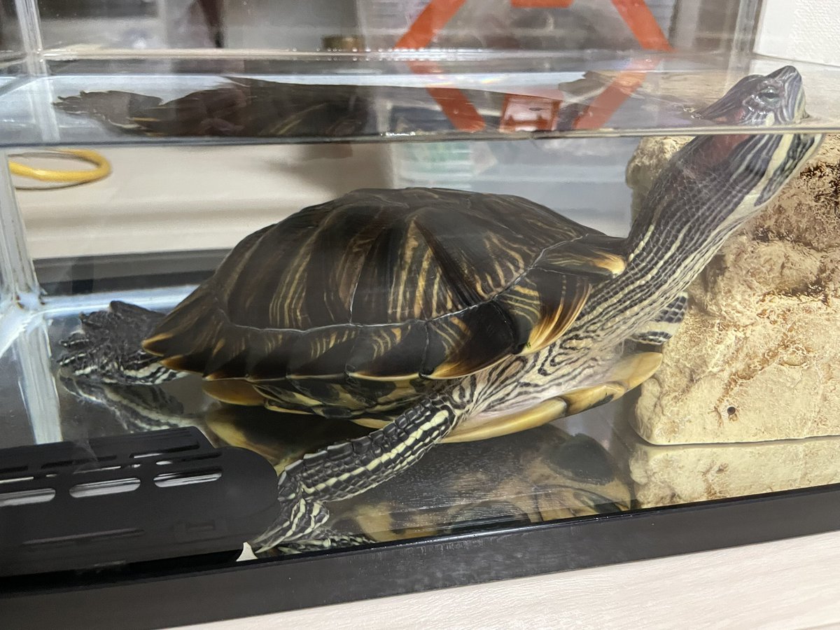 ただいま〜😊🐢🐢🐢🎶 ＃ミドリガメ ＃爬虫類
