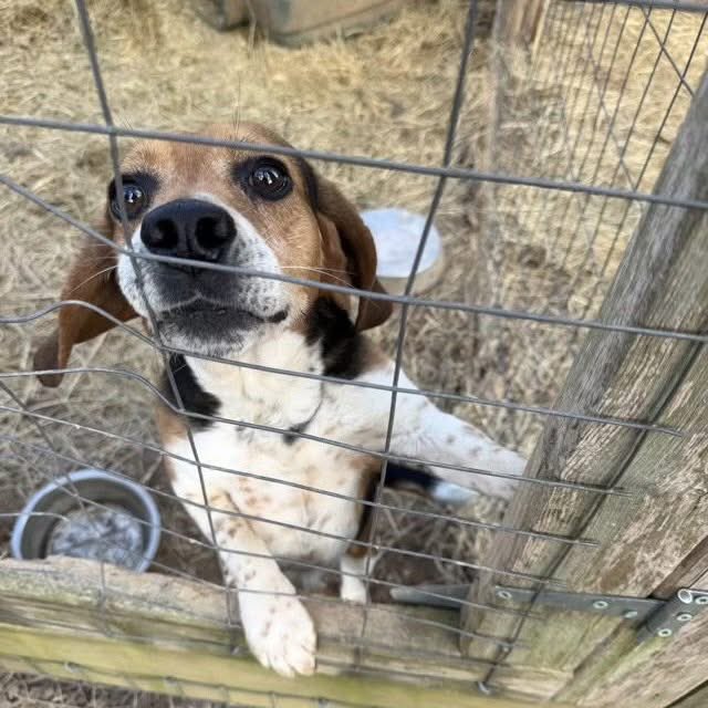 TriBeagles's tweet photo. Adoptable beagle of the day-Woodrow! https://t.co/7gZacsJAPF https://t.co/VqMbwozpyq