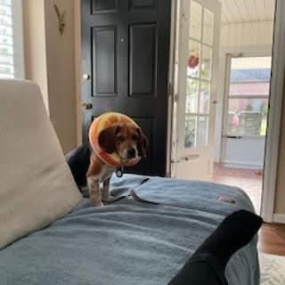 TriBeagles's tweet photo. Adoptable beagle of the day-Woodrow! https://t.co/7gZacsJAPF https://t.co/VqMbwozpyq