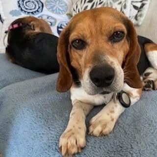 TriBeagles's tweet photo. Adoptable beagle of the day-Woodrow! https://t.co/7gZacsJAPF https://t.co/VqMbwozpyq
