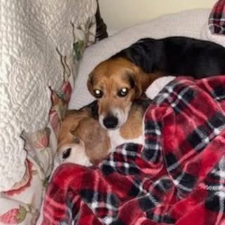 TriBeagles's tweet photo. Adoptable beagle of the day-Woodrow! https://t.co/7gZacsJAPF https://t.co/VqMbwozpyq