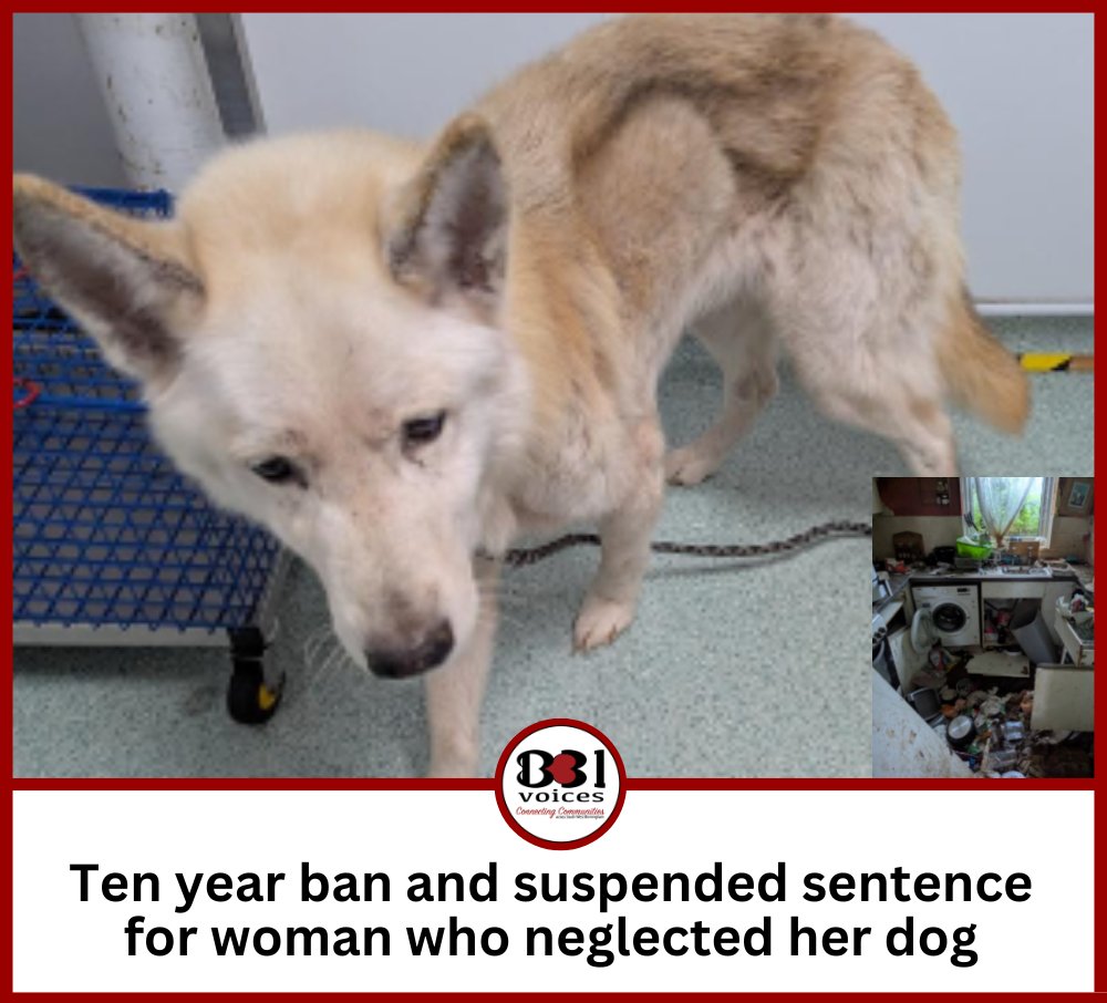 B31Voices's tweet photo. #SundayCatchUp – A woman who neglected her dog after leaving him home alone without food and water has been banned from keeping animals for ten years.

READ HERE:👉 https://t.co/lADPFIdNQQ  

-

#SWBrumCRIME 
#KingsNorton 
#Birmingham 
#BirminghamUK 
#animalcruelty 
#Doglovers https://t.co/m0HGLExNwm