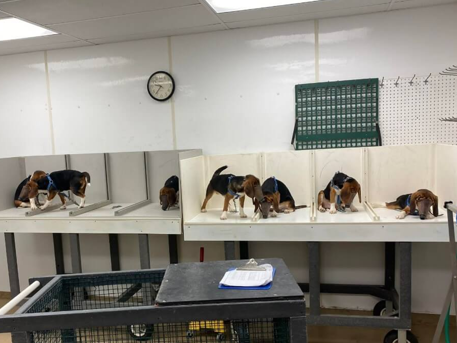 Beagle Lovers And Rescuers Inc. tweet media