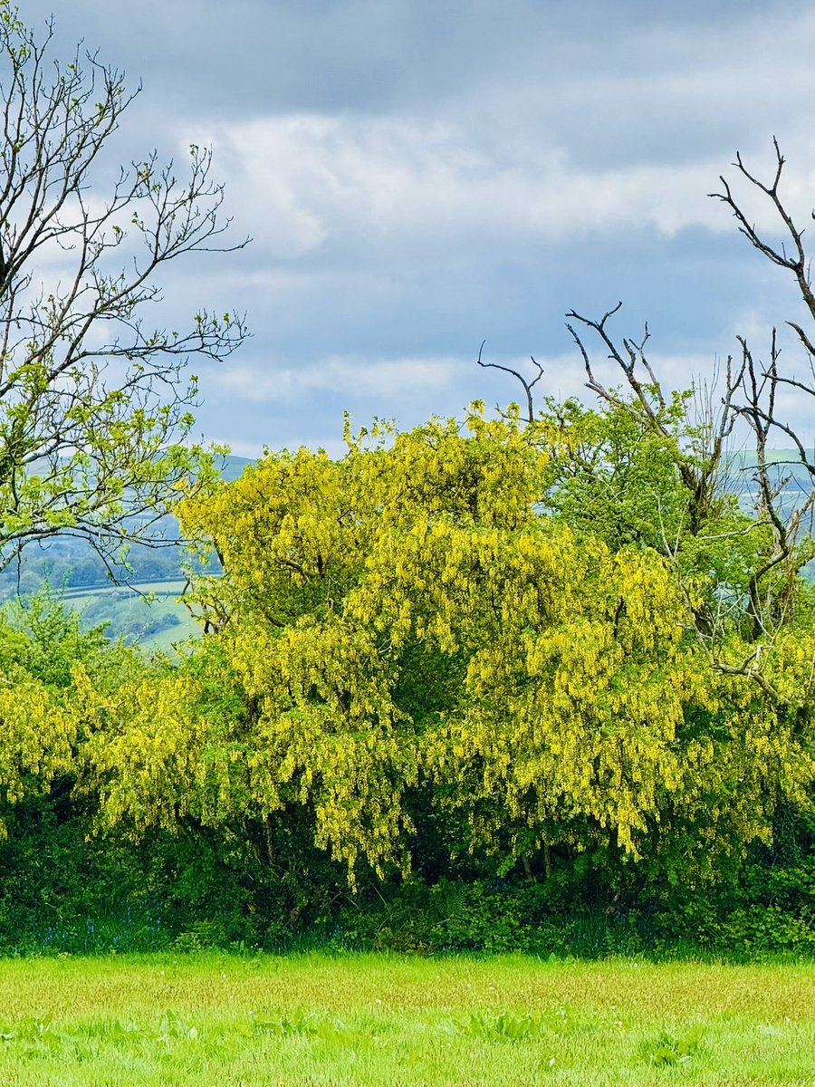 GaenorShaw's tweet photo. @DerekTheWeather Laburnum is out in Bancyffordd and the great tit chicks are growing! Springwatch at the Shaws! https://t.co/OsnHUSWgmb