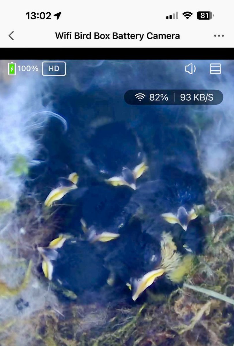 GaenorShaw's tweet photo. @DerekTheWeather Laburnum is out in Bancyffordd and the great tit chicks are growing! Springwatch at the Shaws! https://t.co/OsnHUSWgmb