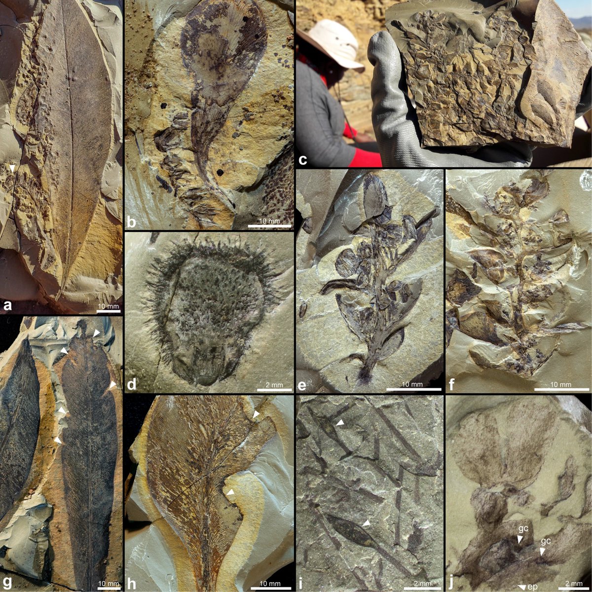 PalPSSA's tweet photo. 📍 Fossil localities are more than points on a map - they are records of ancient worlds, preserved in stone.

Happy #FossilFriday!

#OnderKaroo #KarooBasin #SouthAfricanFossils #AfricanPaleontology #DeepTime #Fossils #Paleoecology #EarthHistory #Gondwana #Fieldwork https://t.co/kIL8jzfZYt