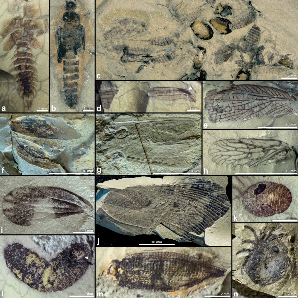 PalPSSA's tweet photo. 📍 Fossil localities are more than points on a map - they are records of ancient worlds, preserved in stone.

Happy #FossilFriday!

#OnderKaroo #KarooBasin #SouthAfricanFossils #AfricanPaleontology #DeepTime #Fossils #Paleoecology #EarthHistory #Gondwana #Fieldwork https://t.co/kIL8jzfZYt