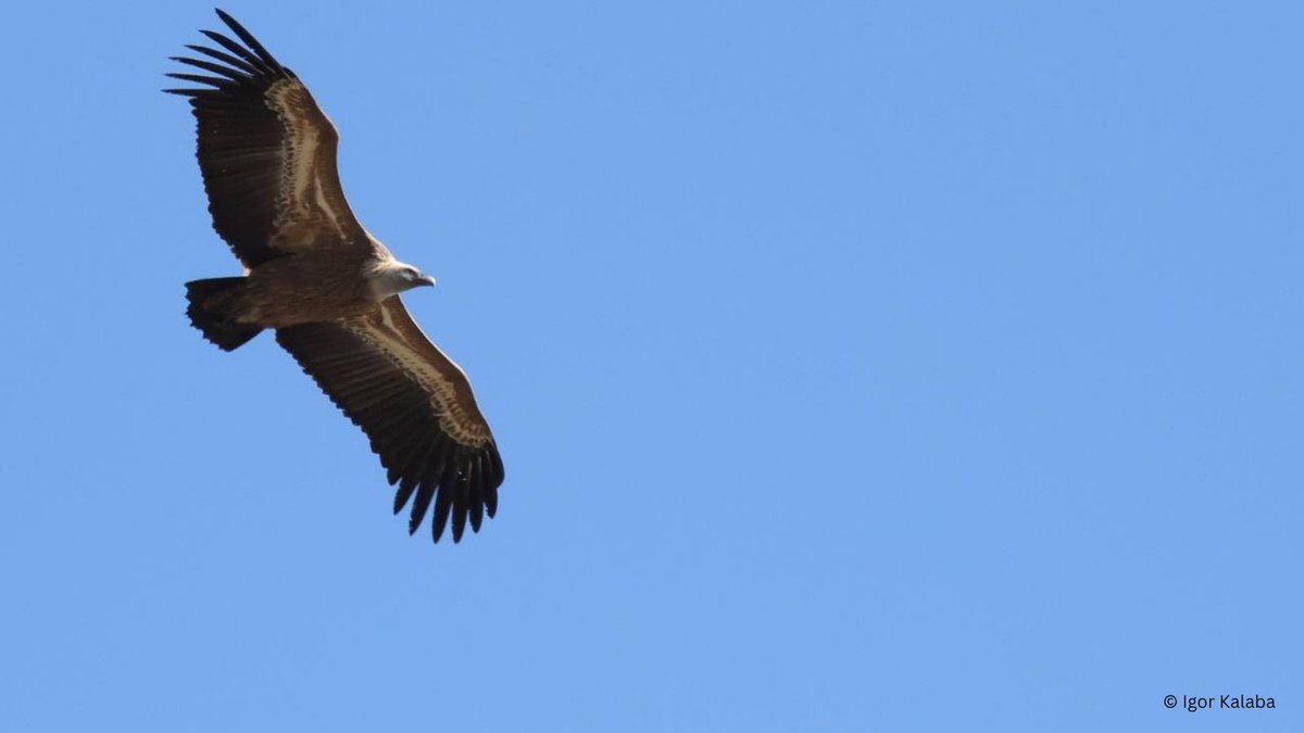 IUCN Eastern Europe and Central Asia tweet media