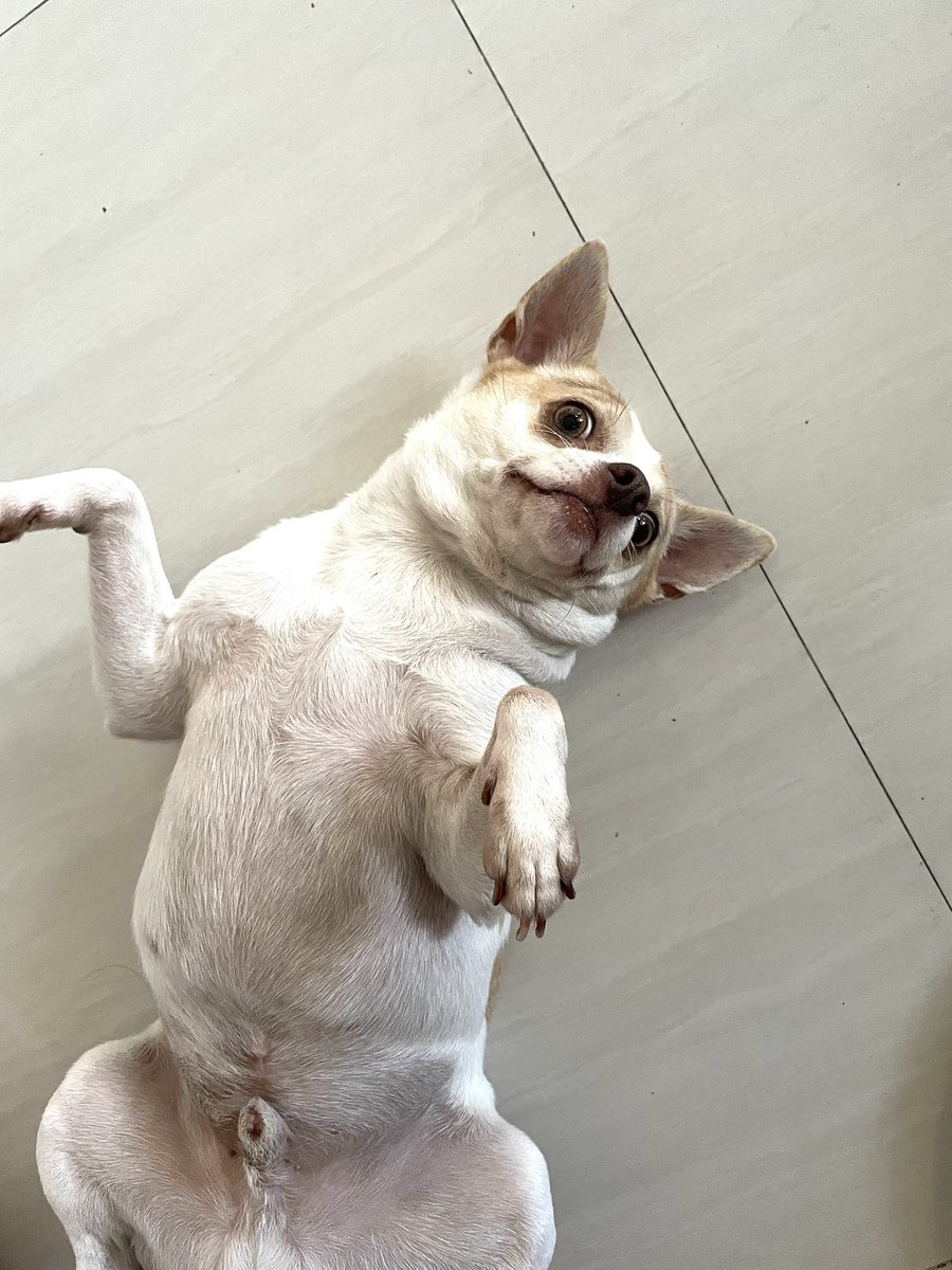 kelvinlexander's tweet photo. @fajarrusalem Buat yg pny anabul anjing apa kucing utk makanannya bisa ditambain salmok oil biar bulunya makin halus, lahap sama sehat kaya anjingku gembul

https://t.co/qPFuc7TX2q 

Trs bs dipakein sepatu jg pas keluar rumah biar g kotor &amp; kena benda berbahaya

https://t.co/P6N1UAxIzr https://t.co/dGl1luOPl4
