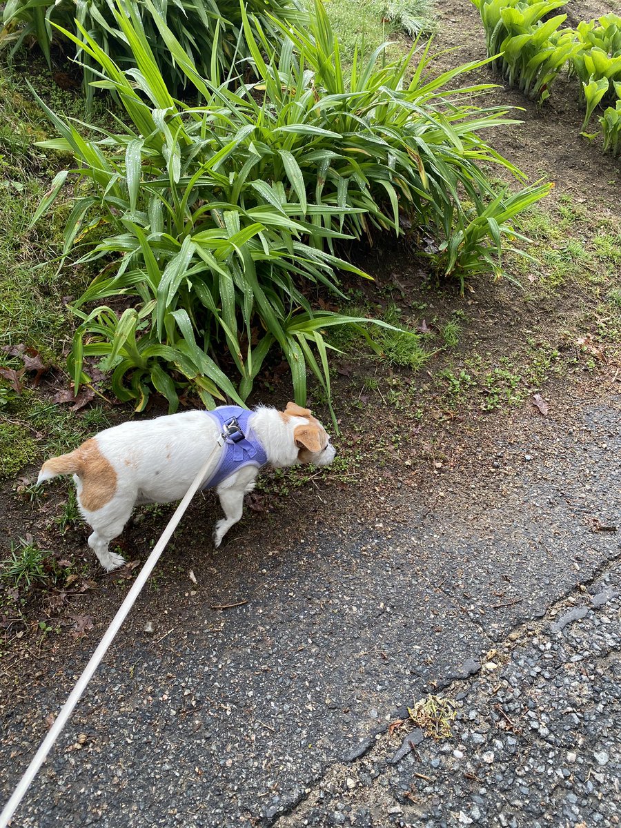 DaisyMaeJack's tweet photo. Not looking cuz Iโm on pawtrol! ๐ซก๐พโฅ๏ธ #WOW #dogsofX #sogsofX https://t.co/1ZBpnbtFtg