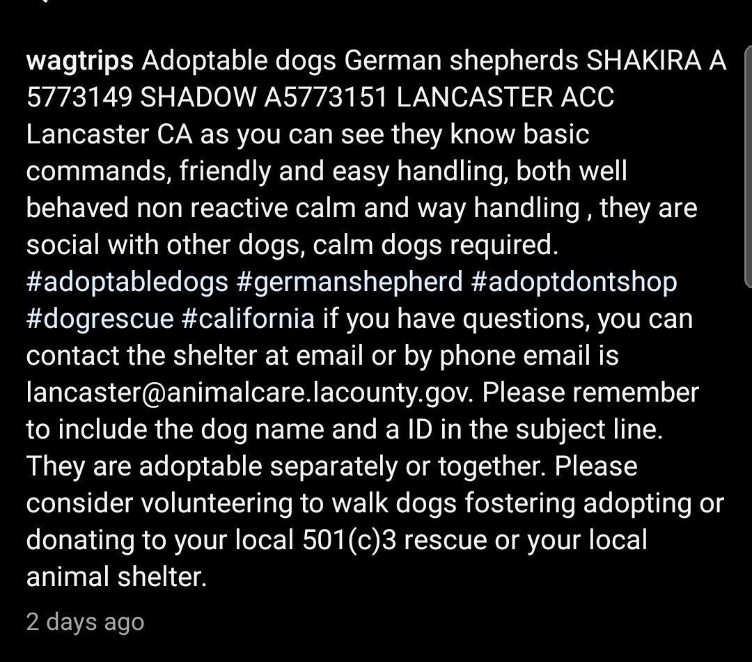 Foster a shelterpet at ZERO COST🐾 tweet media