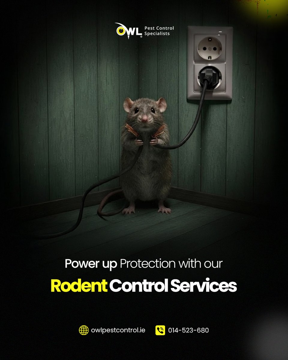 Owl Pest Control Dublin tweet media