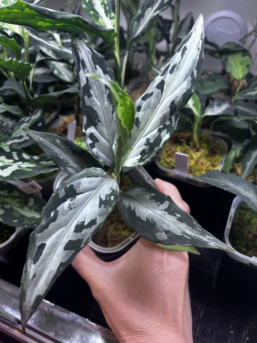 koken3232's tweet photo. 頂き物の種から
良さそうなアルゲ

#Aglaonema #アグラオネマ #実生 https://t.co/MbPvJAX6qn