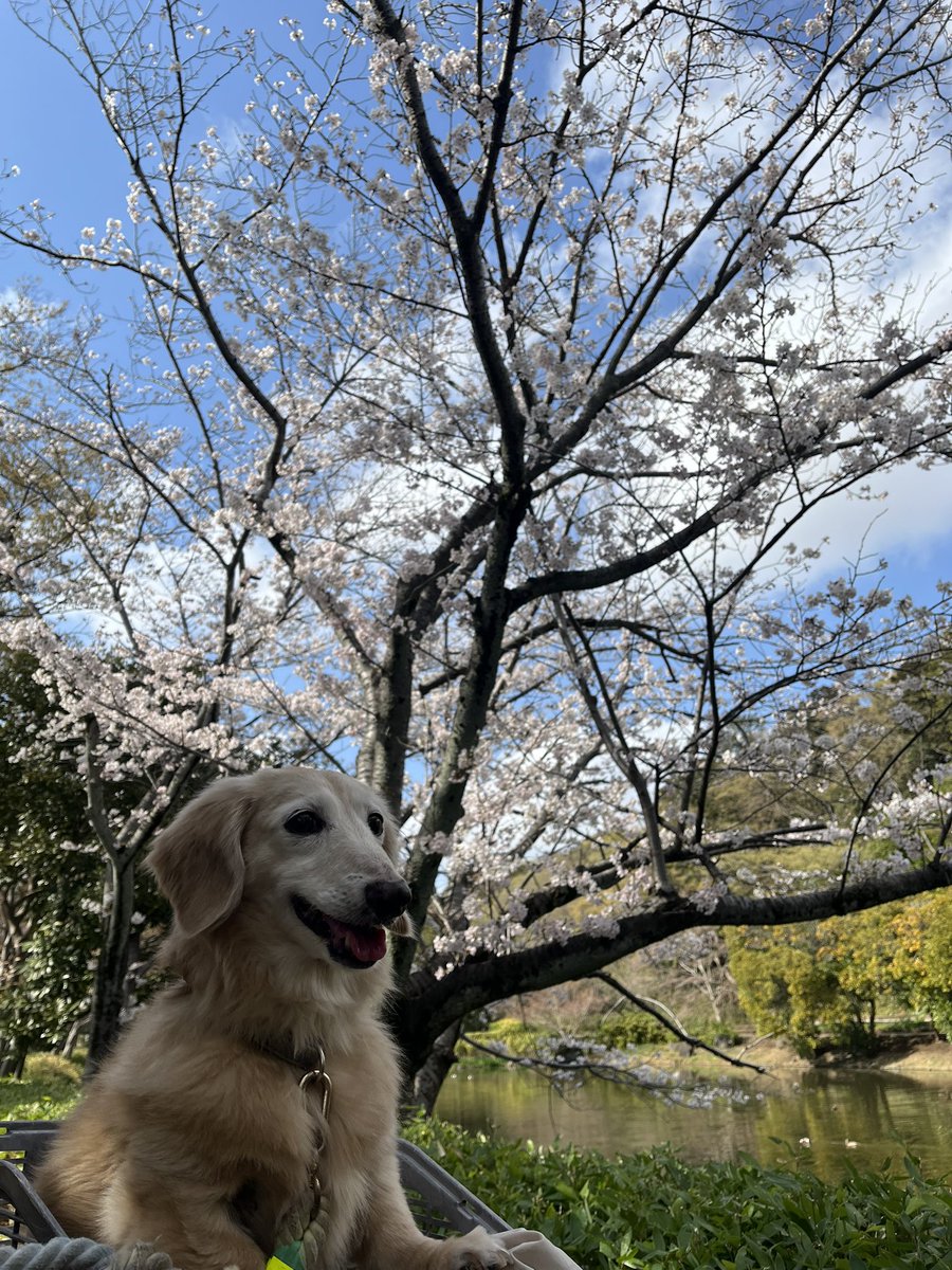 ChamaYae's tweet photo. ただいま15歳🐾
長生きしておくれ🙏
#愛犬の日 https://t.co/QJI6471asB