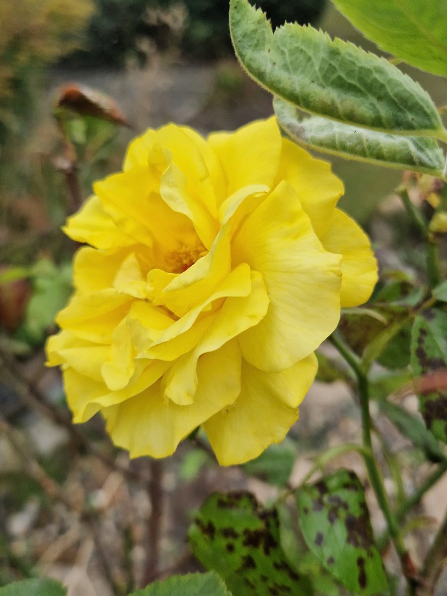 heljane75's tweet photo. #RoseWednesday  have a lovely day 🥰 https://t.co/fl46n7jTIs