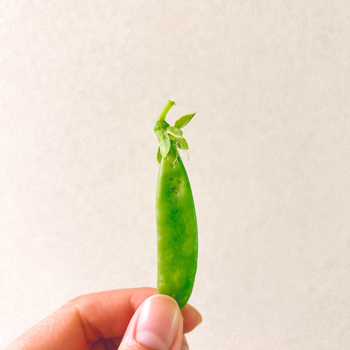 k_____oniku's tweet photo. みんなうちの畑で採れた可愛い豆を見てちょ https://t.co/nKDpI1O73b