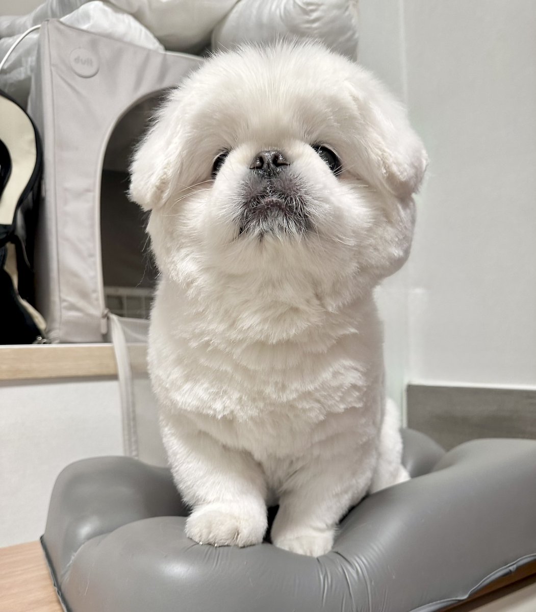 임쪼깐 tweet media