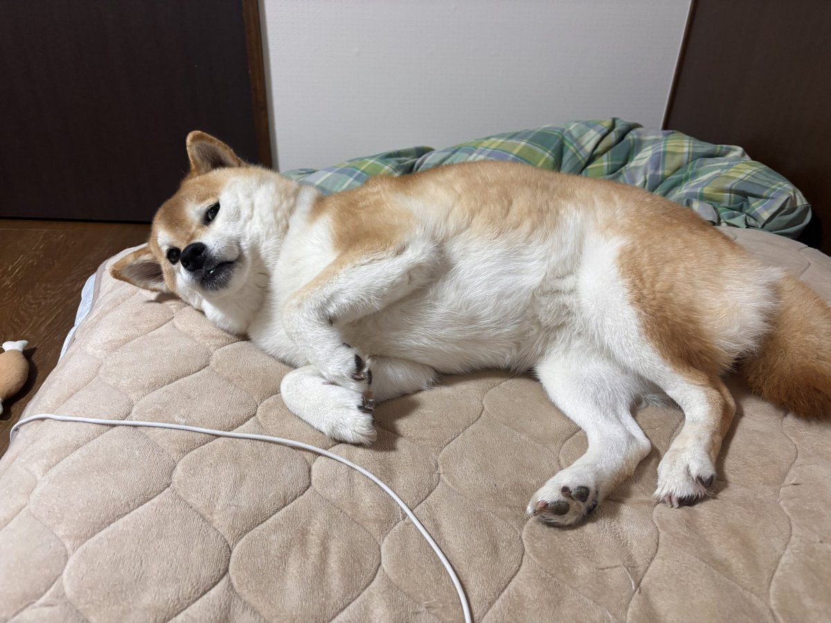 柴犬いち tweet media