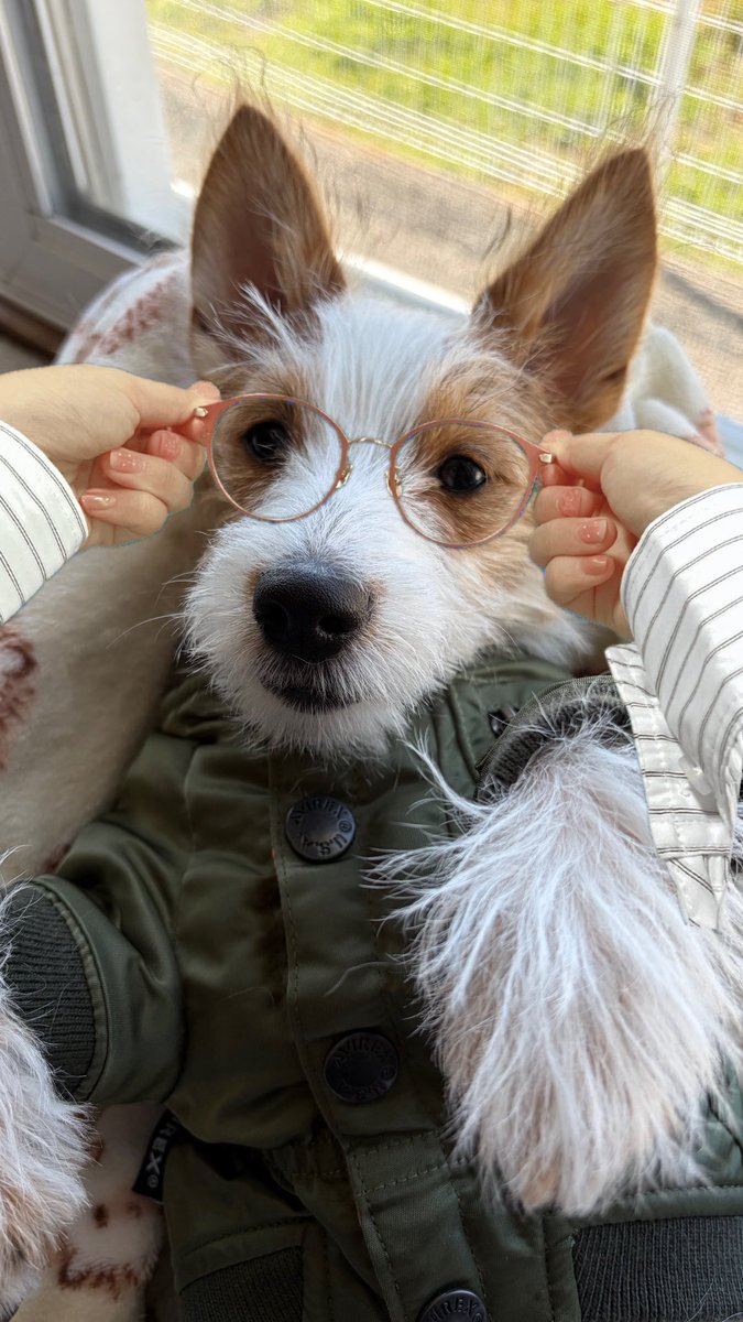 yui_totemonemui's tweet photo. @Zoff_INFO 👓🐶⸝⸝⸝♡︎ https://t.co/krtjqyPkTg