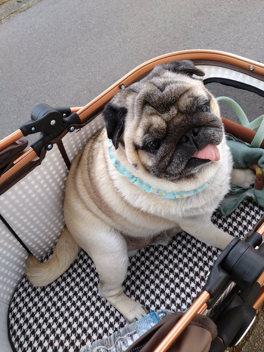lifewithPug's tweet photo. ボーナス払い(笑)の新車で散歩
#パグ 
#pug https://t.co/RMIKGm5VLq