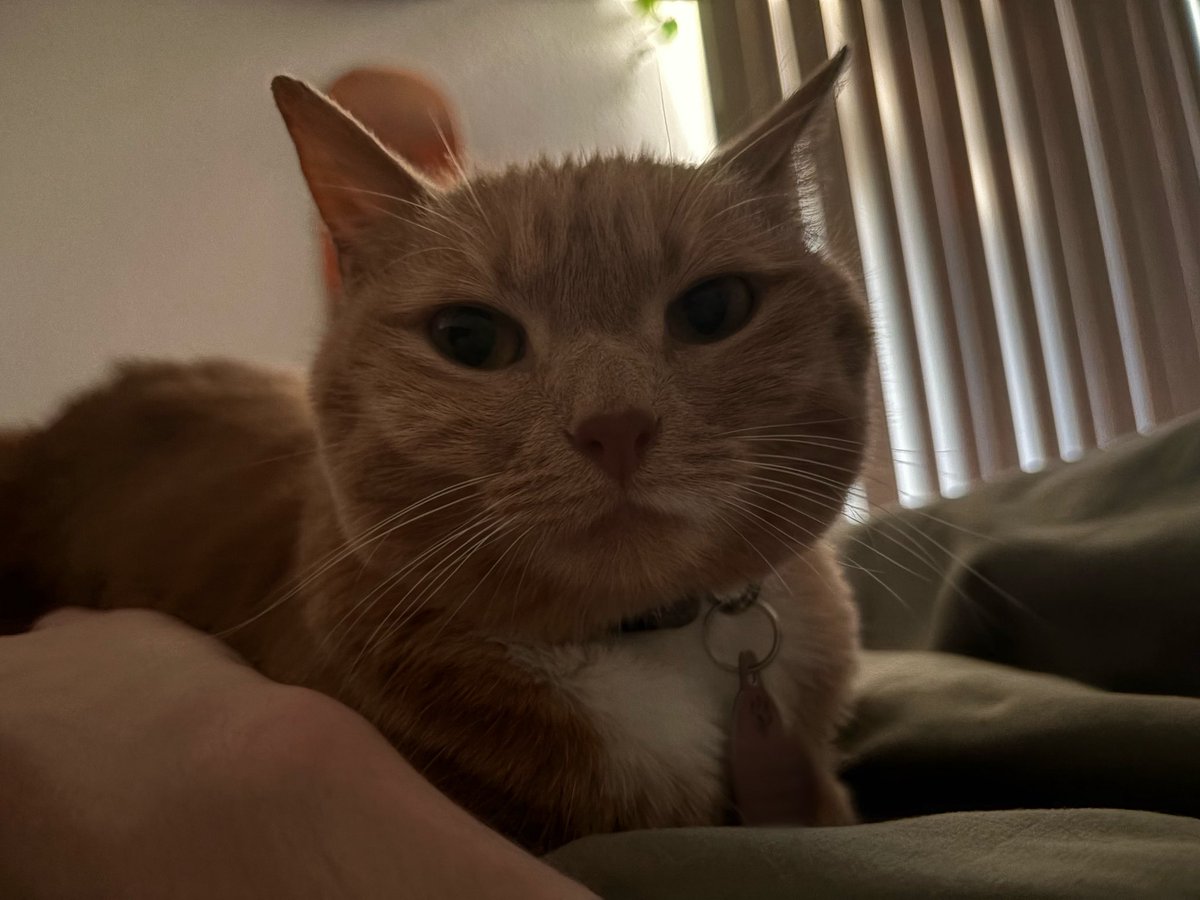 cheeto the orange girl 🧡✨ | 🤍 bonkers tweet media