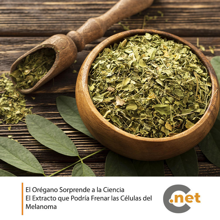 carabobo_net's tweet photo. Investigadores han descubierto que el extracto de orégano podría tener efectos anticancerígenos capaces de actuar contra células de melanoma, uno de los tipos de cáncer de piel más agresivos y peligrosos.

Lee este artículo aquí👇🌐

https://t.co/Rer7OX5V0M https://t.co/73PkXMyVJe