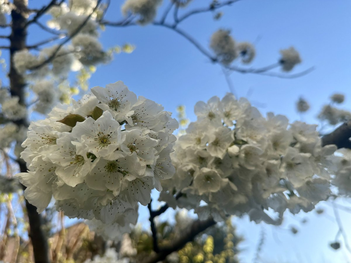 levent_trabzon's tweet photo. Bahar çiçekleriyle güzel…/Spring is beautiful with its flowers… https://t.co/xTbuxf2ObG