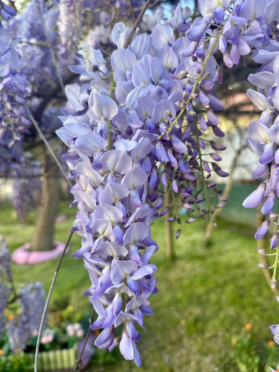 levent_trabzon's tweet photo. Bahar çiçekleriyle güzel…/Spring is beautiful with its flowers… https://t.co/xTbuxf2ObG