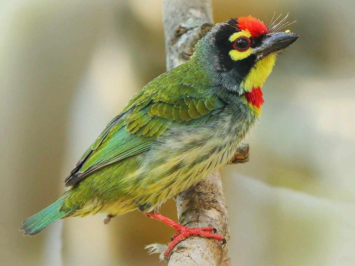 ornitheology1's tweet photo. My first new post since February. Read the sordid tale of my best worst bird adventure. https://t.co/TsNsqZymxc https://t.co/XEH8ChTQCO