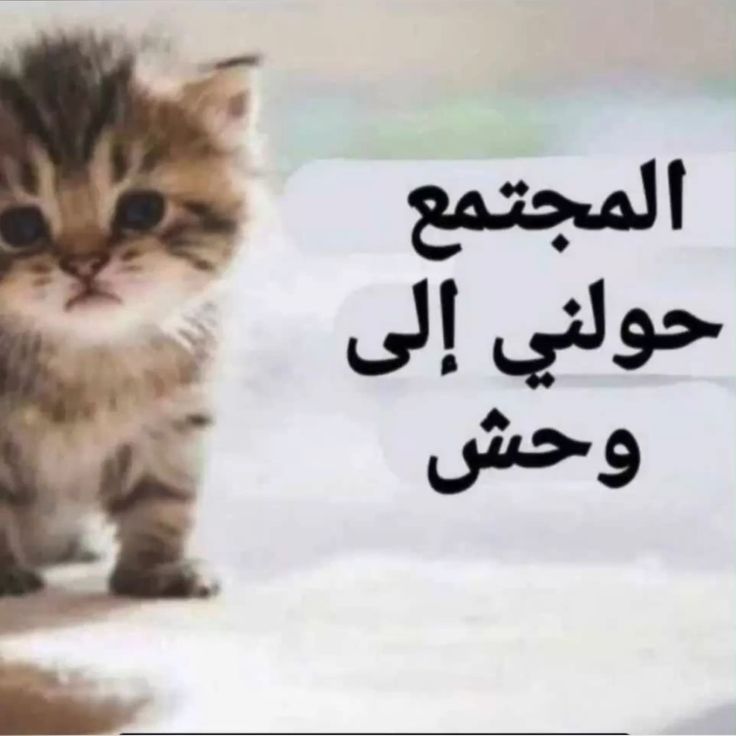 اسرافيل tweet media