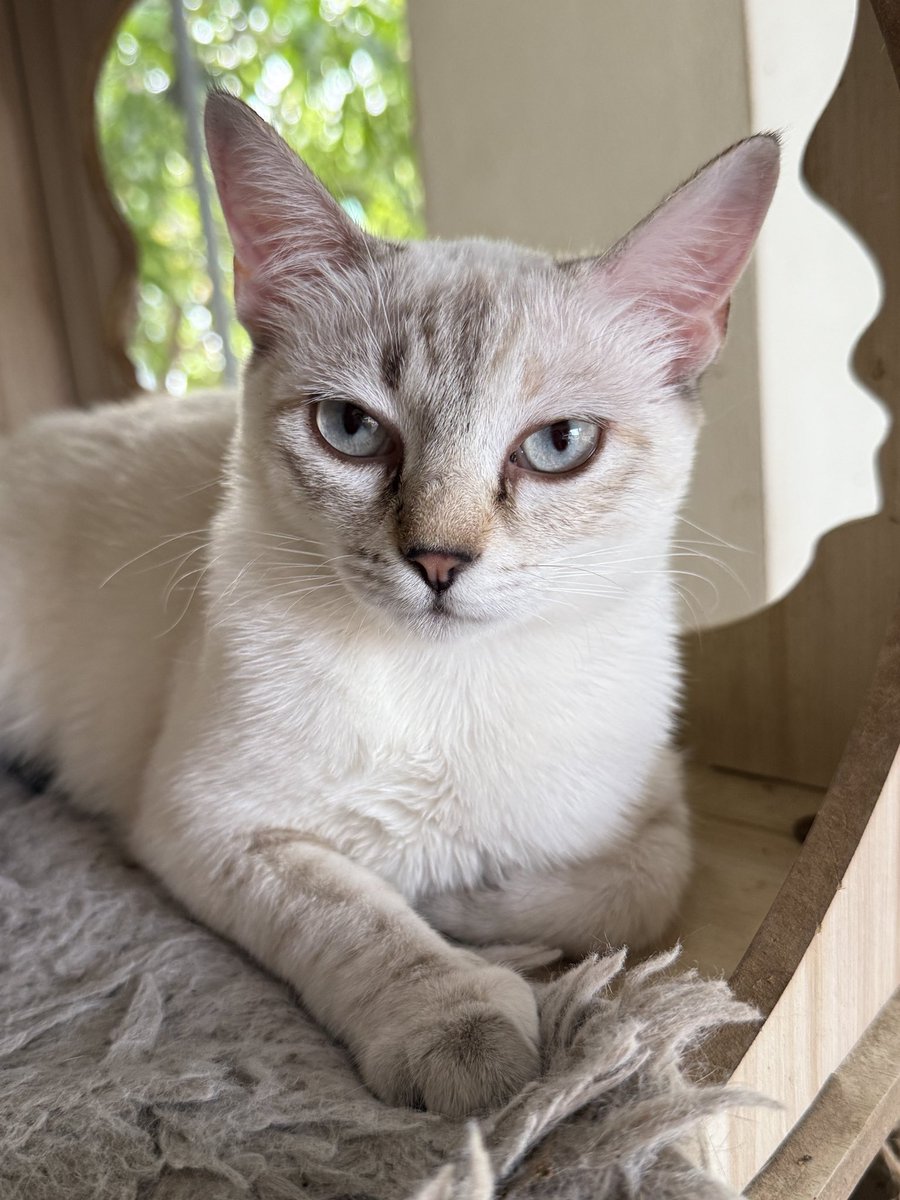 Kitty.co🍋 tweet media
