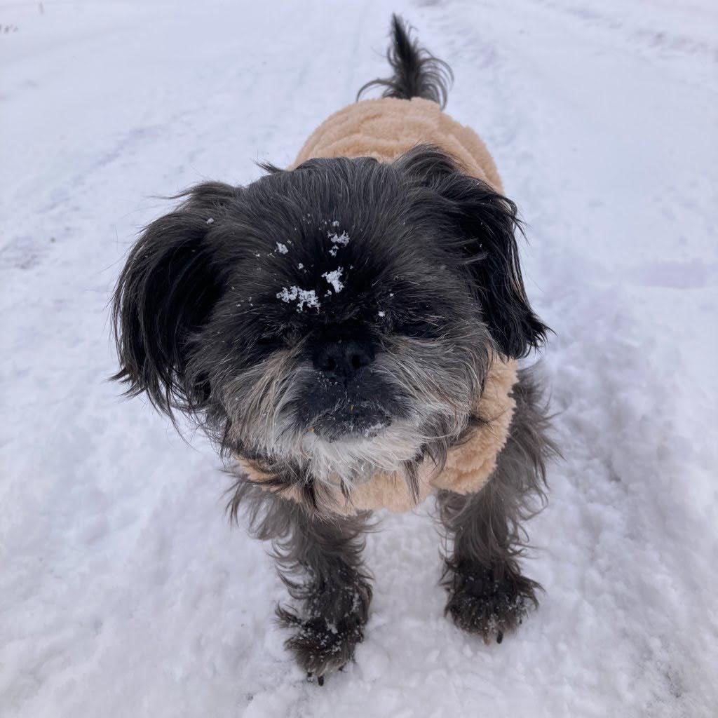ws_aslp's tweet photo. 最近暑いので、ロクの涼しい写真をどうぞ🐕‍🦺

#愛犬の日 https://t.co/F7Wi9QLC7n