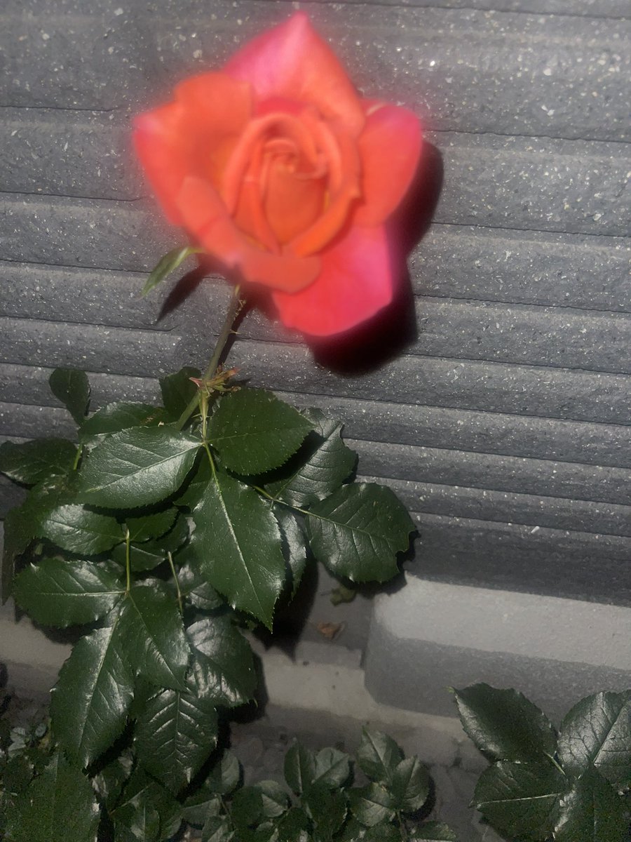 🐬🏝𓂃充彦 🌹 tweet media
