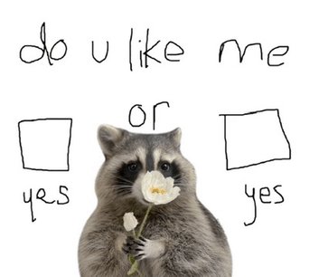 Why you should have a Raccoon tweet media