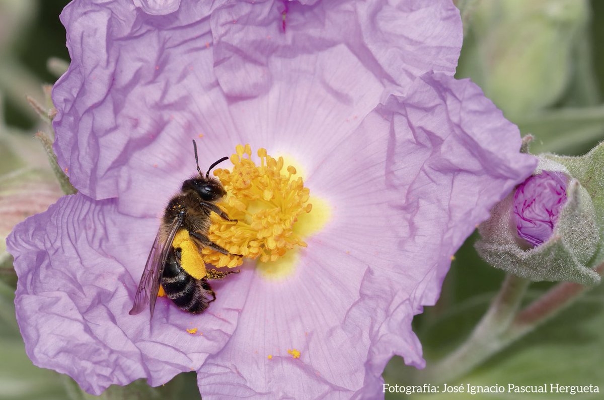 RJBOTANICO's tweet photo. 🐝🌿 La Guía visual de abejas silvestres y otros polinizadores del @RJBOTANICO @CSIC nos invita a descubrir la fauna que hace posible la polinización.  #JardinEscrito de @Biblioteca_RJB 
📚  20 mayo | 17:00 h @rjbo
🎟 Entrada libre + visita-taller
👉 https://t.co/r3eZIqwXut https://t.co/cGivQEKCVj