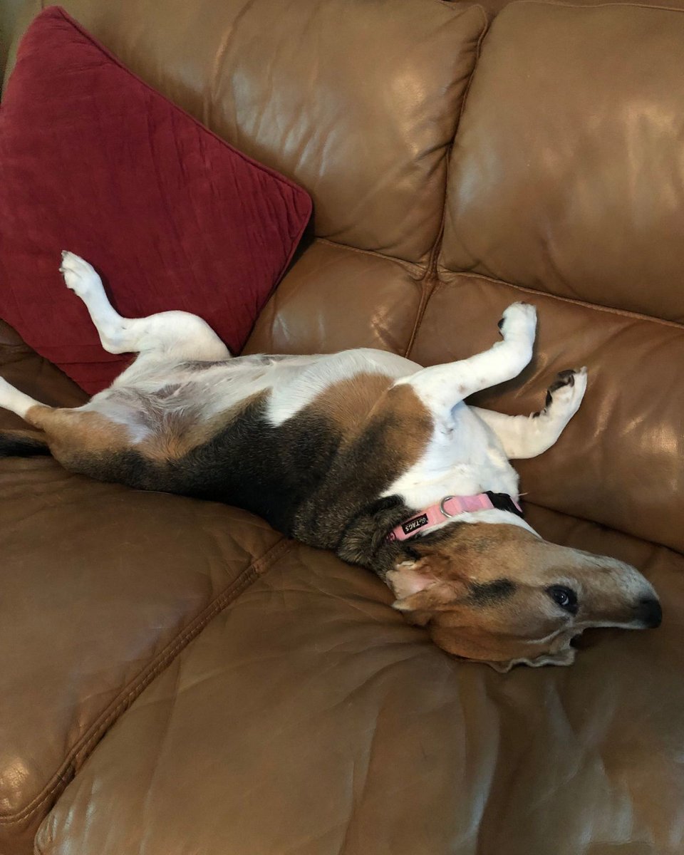 Beagle Facts tweet media