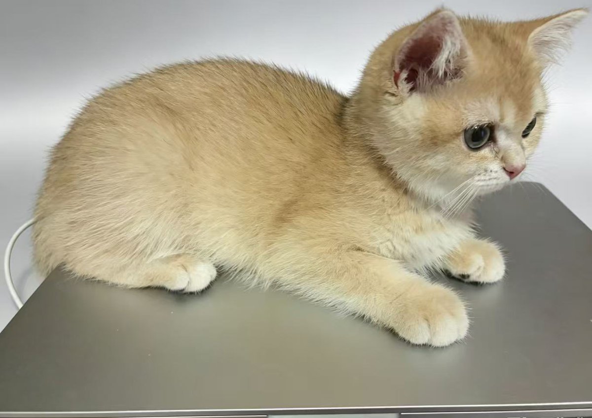 CryptoCat|猫姐🐈 tweet media