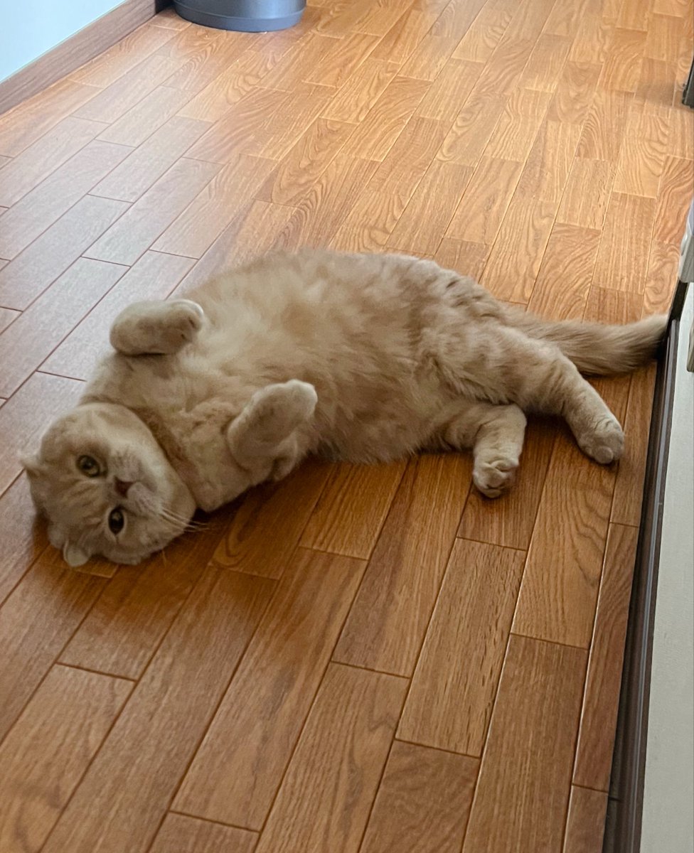 まる🐈 tweet media