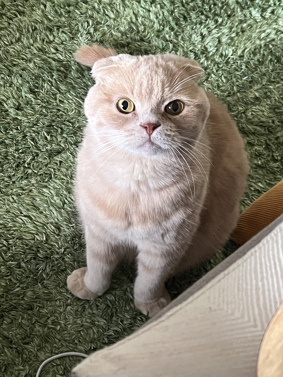 まる🐈 tweet media